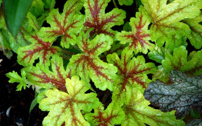 Alabama Sunrise Heucherella - 2.5 Quart - Perennials for Spring Color | ToGoGarden