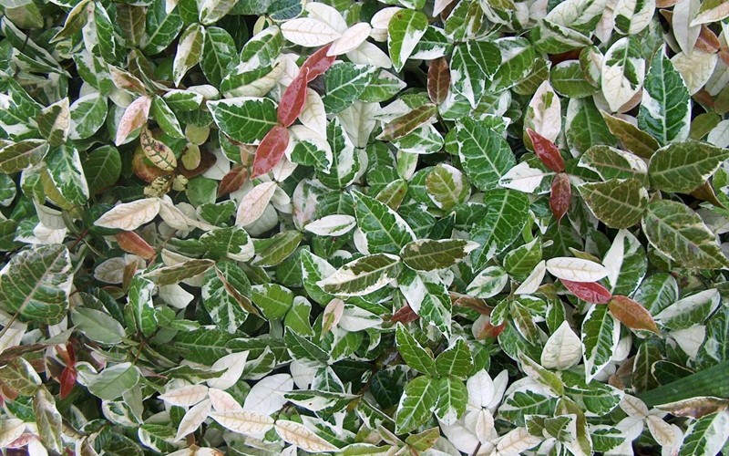 Buy Jasmine Asiatic Variegated 2.5 Quart Trachelospermum Asian