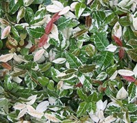 Jasmine Asiatic Variegated Jasmine Asiatic Variegated