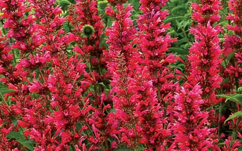 Agastache 'Red Fortune' - Hyssop - 1 Gallon  - Perennial Plants | ToGoGarden