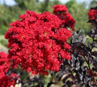 Shop Ebony Fire Crape Myrtle - 1 Gallon