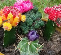 Secret Succulent Garden Surprise Kit