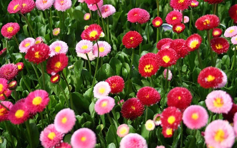 Bellis perennis 'Galaxy Red' English Daisy - 1 Gallon - Perennial Plants | ToGoGarden