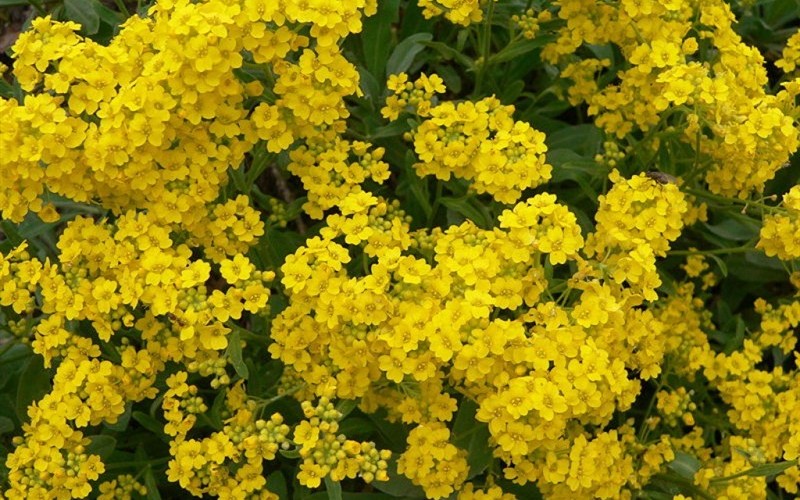 Golden Spring Madwort - 1 Gallon - Perennial Plants | ToGoGarden