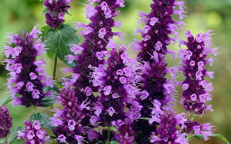 Little Adder Agastache - 18 Count Flat of Pint Pots - Perennial Plants | ToGoGarden