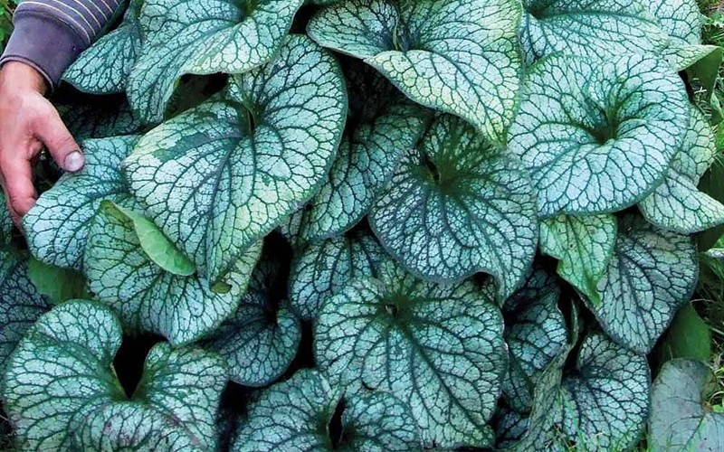 Alexander's Great Heartleaf Brunnera - 1 Gallon - Perennial Plants | ToGoGarden