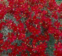 Sizzle & Spice Hot Paprika Coreopsis