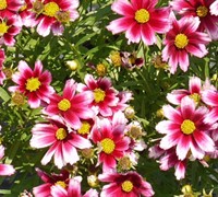 L'il Bang Starstruck Coreopsis