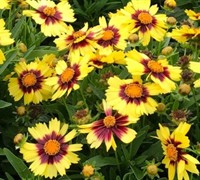 Uptick Yellow & Red Coreopsis 