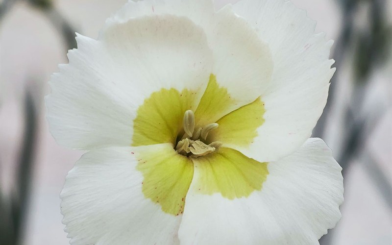Dianthus American Pie - Key Lime Pie - 1 Gallon - Buy Plants | ToGoGarden