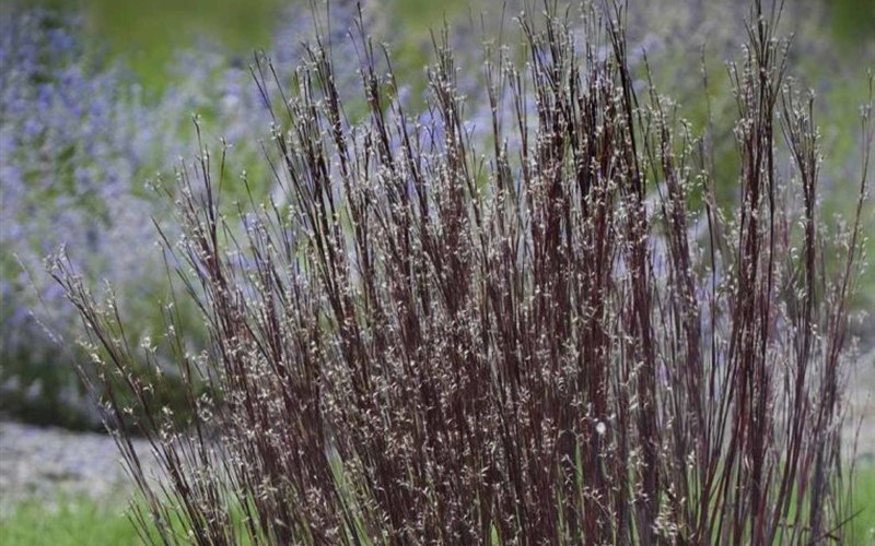 Smoke Signal Little Blue Stem Grass - Schizachyrium - 1 Gallon - Perennial Grasses | ToGoGarden
