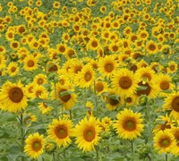 Asteraceae Helianthus salicifolius 'Autumn Gold' - Willow Leaf Sunflower Asteraceae Helianthus salicifolius 'Autumn Gold' - Willow Leaf Sunflower