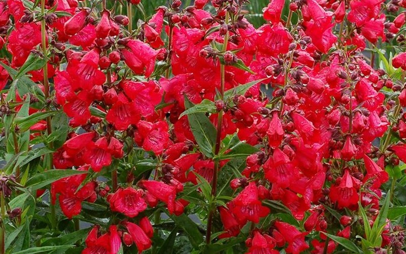 Penstemon Cherry Sparks - Bearded Tongue - 3 Count Flat of Pint Pots - Perennial Plants | ToGoGarden