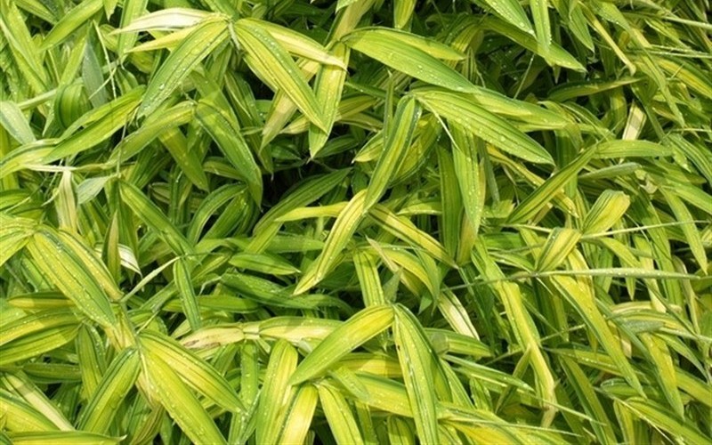 Pleioblastus viridistriatus Chrysophyllus Bamboo - 1 Gallon - Perennial Grasses | ToGoGarden