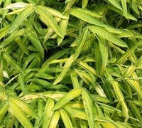 Buy Bamboo Plants Online
