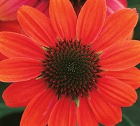 Hot Coral Coneflower
