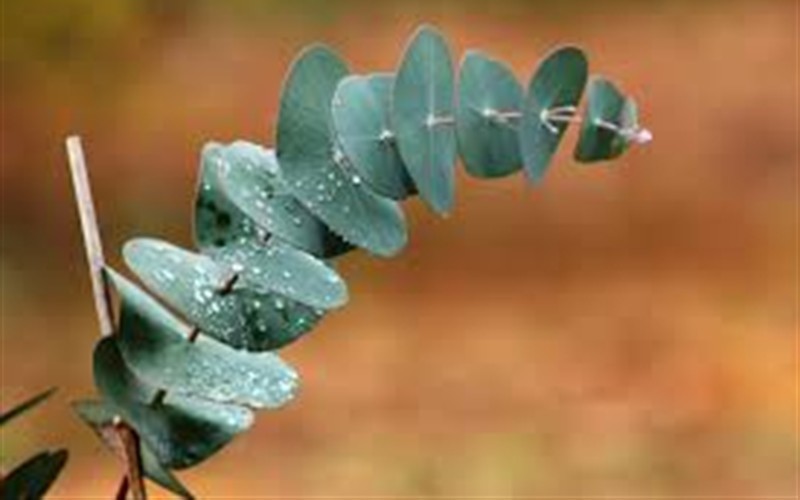 Eucalyptus perrinianna 'Luna' Photo 1