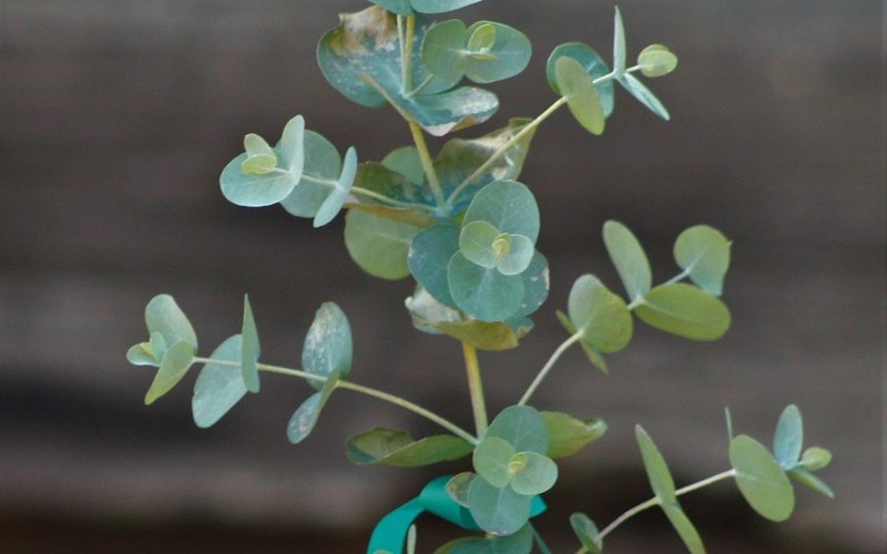 Eucalyptus pulverulenta Bluey Photo 1