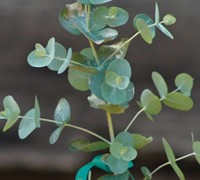 Eucalyptus pulverulenta Bluey