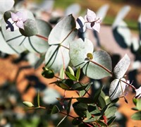 Eucalyptus nova-anglica Maggie