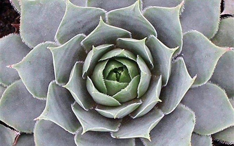 Suc. - Sempervivum ’Pacific Blue Ice’ - 3 Count Flat of Pint Pots - Succulents | ToGoGarden
