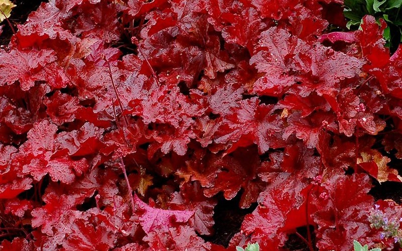 Heuchera ’Forever Red’ PPAF  - Coral Bells (Terra Nova) Photo 1