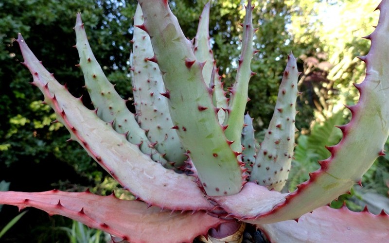 Suc. - Aloe ’Fire Ranch’ - HOUSEPLANT - 2.5 Quart - Succulents | ToGoGarden