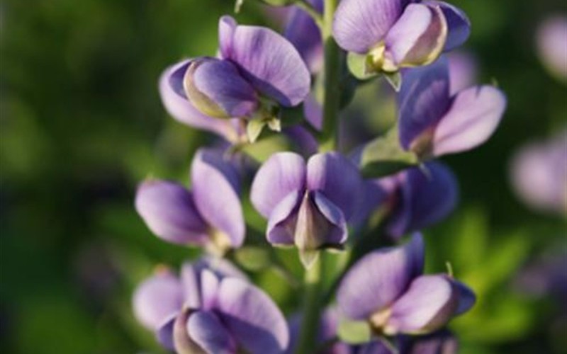 Baptisia DECADENCEÂ® ’Blueberry Sundae’ PP#23891 PROVEN WINNERS - False Indigo - 2.5 Quart - Perennial Plants | ToGoGarden