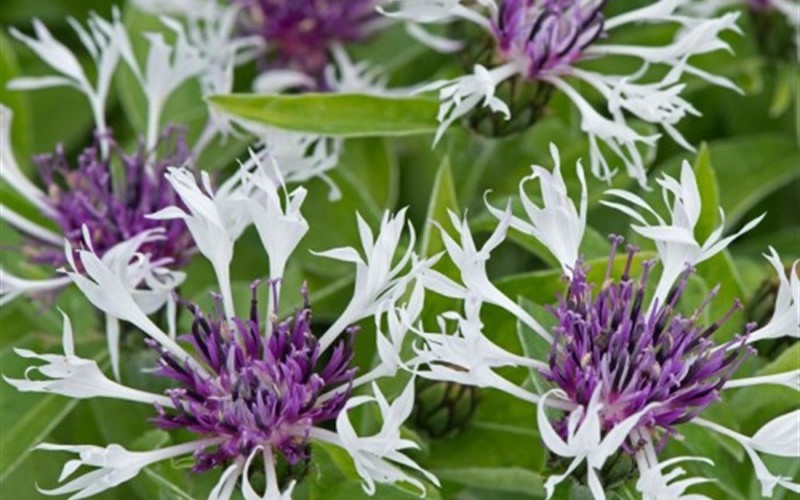 Centaurea ’Lavender Mist’ PPAF - Bluet - 1 Gallon - Perennial Plants | ToGoGarden