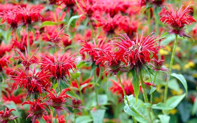 Monarda didyma Pocahontasâ„¢ ’Red Rose’ PPAF - Bee Balm - 2.5 Quart - Perennial Plants | ToGoGarden