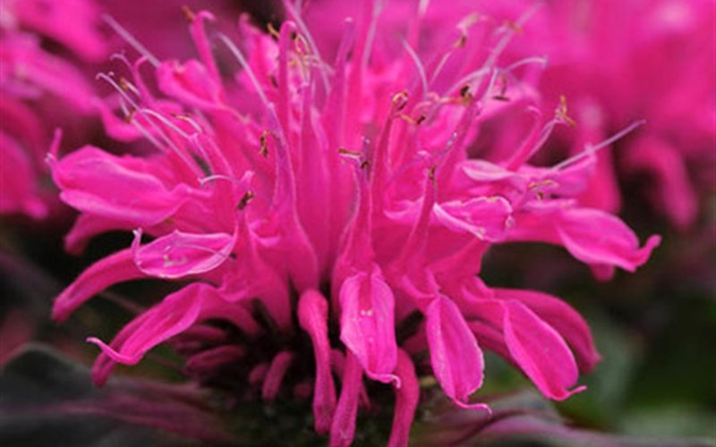 Monarda didyma Pocahontasâ„¢ ’Purple Rose’ PPAF - Bee Balm - 2.5 Quart - Perennial Plants | ToGoGarden