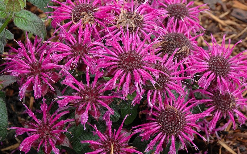 Monarda didyma Balmyâ„¢ ’Purple’ PP#25516 - Bee Balm - 1 Gallon - Perennial Plants | ToGoGarden