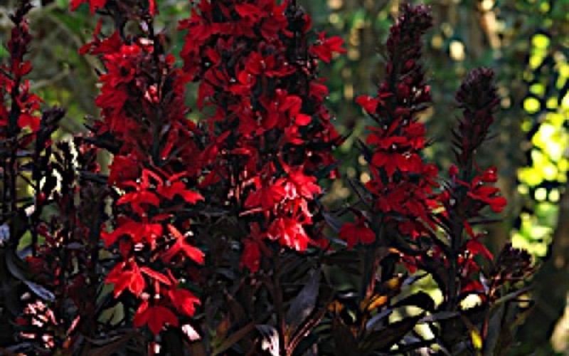 Lobelia xspeciosa ’Vulcan Red’ - Cardinal Flower Photo 1