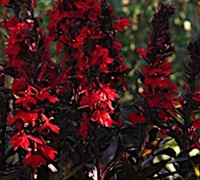 Lobelia xspeciosa ’Vulcan Red’ - Cardinal Flower