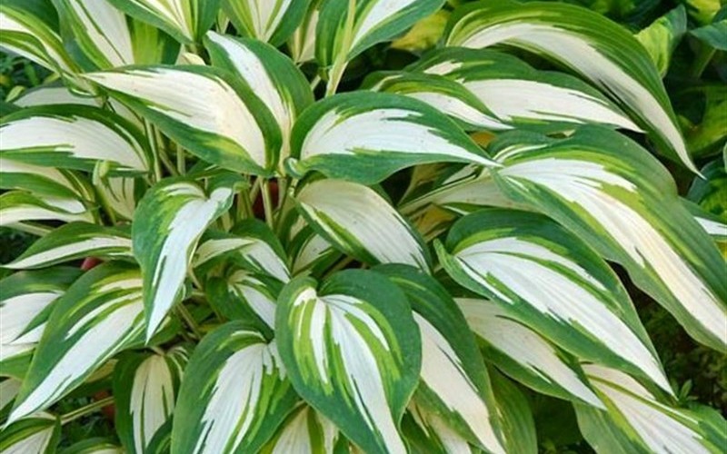 Hosta ’Cool as a Cucumber’ - Plantain Lily Photo 1