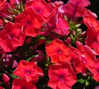 Phlox paniculata ’Flame Red’ PPAF - Dwarf Garden Phlox
