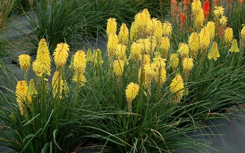 Kniphofia uvaria Poco TM ’Yellow’ PP#27616 - 1 Gallon - Perennial Plants | ToGoGarden