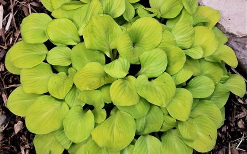 Hosta ’Sun Mouse’ PPAF - Plantain Lily - 10 Count Flat of Quart Pots - Perennial Plants | ToGoGarden