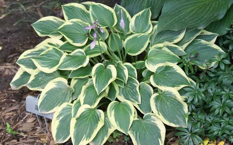 Hosta ’Pilgrim’ - Plantain Lily - 8 Count Flat of Quart Pots - Perennial Plants | ToGoGarden