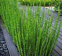 Grass - Equisetum hymale - Horsetail Grass
