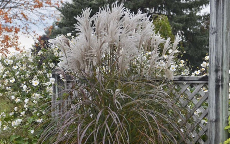 Grass - Miscanthus sinensis ’Oktoberfest’ PPAF - 1 Gallon - Grasses - Ornamental | ToGoGarden