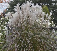 Grass - Miscanthus sinensis ’Oktoberfest’ PPAF