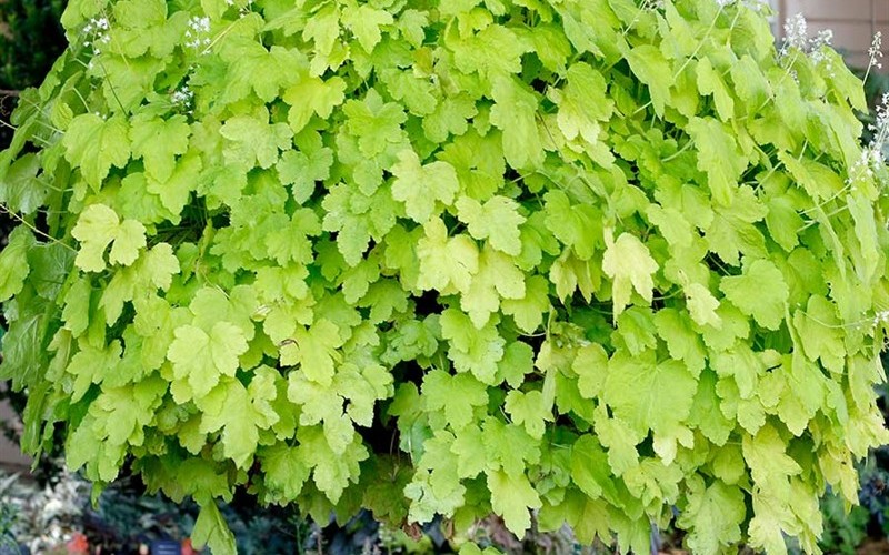 Heucherella HAPPY HOUR ’Lime’ PPAF - Foamy Bells (Terra Nova) - 1 Gallon - Perennial Plants | ToGoGarden