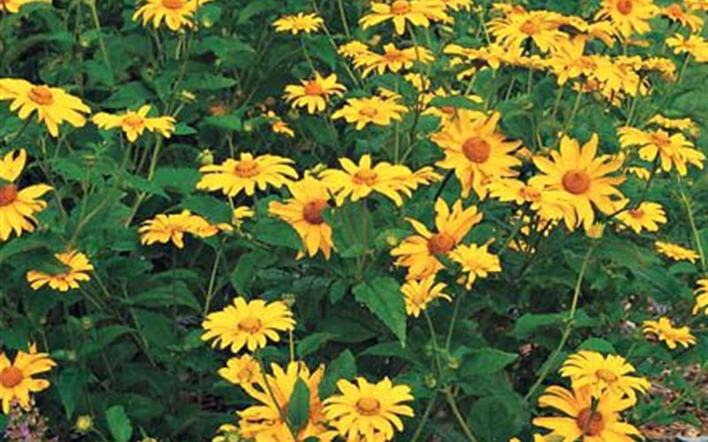 Heliopsis ’Summer Pink’ PP#23390 - False Sunflower - 1 Gallon - Perennial Plants | ToGoGarden