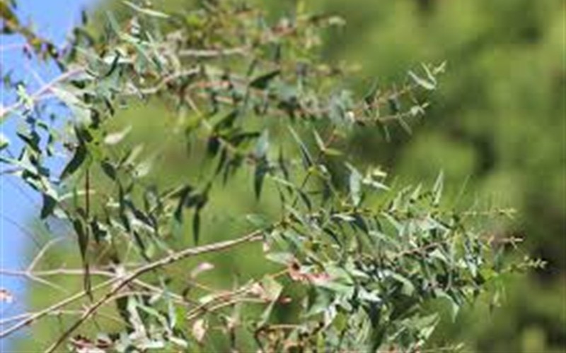 Eucalyptus macarthurii Jersey Girl Photo 1