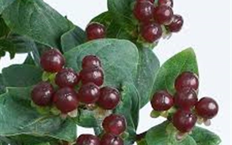 Herbs - Hypericum Miracle ® 'Night' PPAF - St. John's Wort - 1 Gallon - Perennial Plants | ToGoGarden