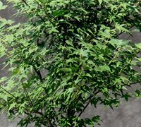 Murasaki Kiyohime Japanese Maple
