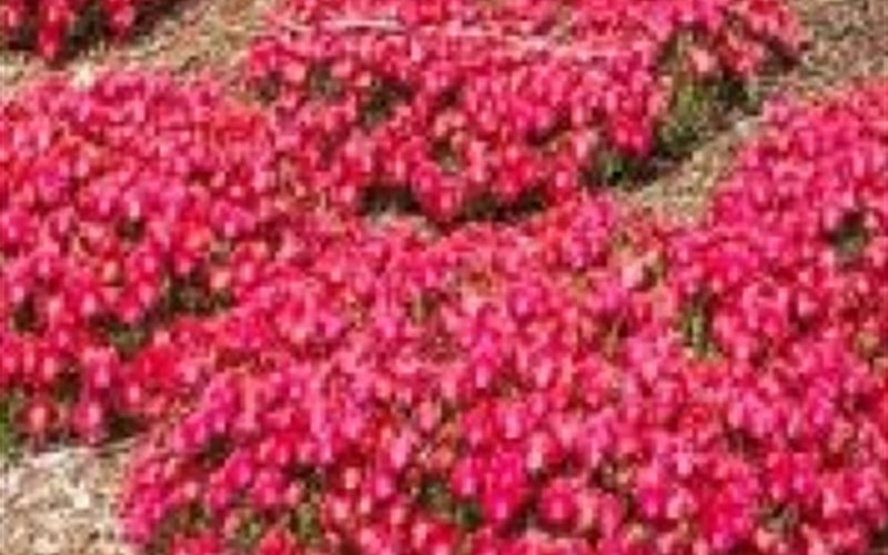 Rock Crystal Red Delosperma - 3 Count Flat of Pint Pots - Succulents | ToGoGarden