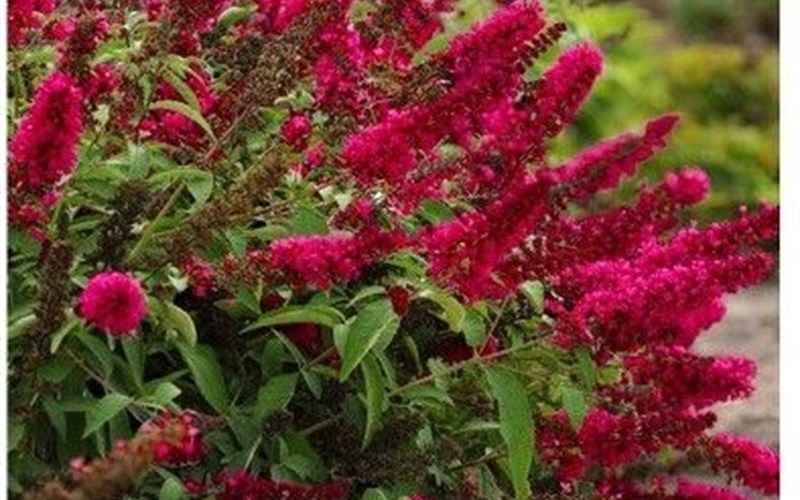 BUDDLEIA ROYAL RED - 3 Gallon - Perennial Plants | ToGoGarden