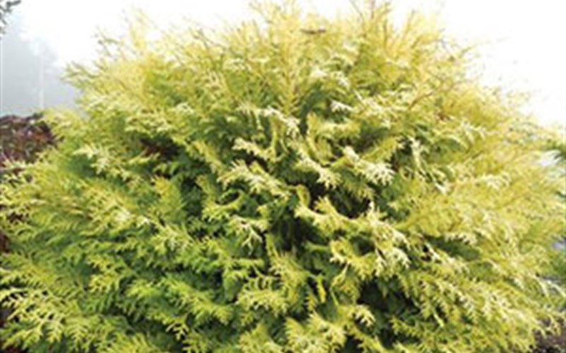 Night Light™ Chamaecyparis - 2.5 Quart - Perennial Plants | ToGoGarden